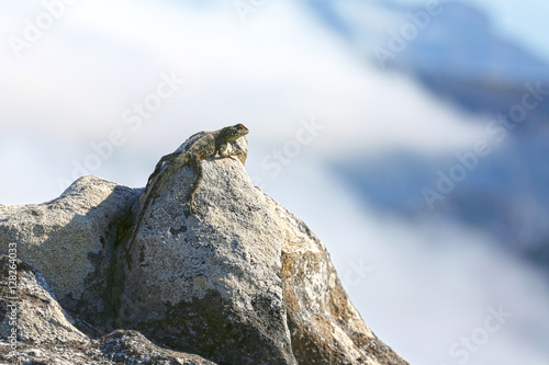 a bearded dragon is sitting on the top of the table mountain with clouds in the background