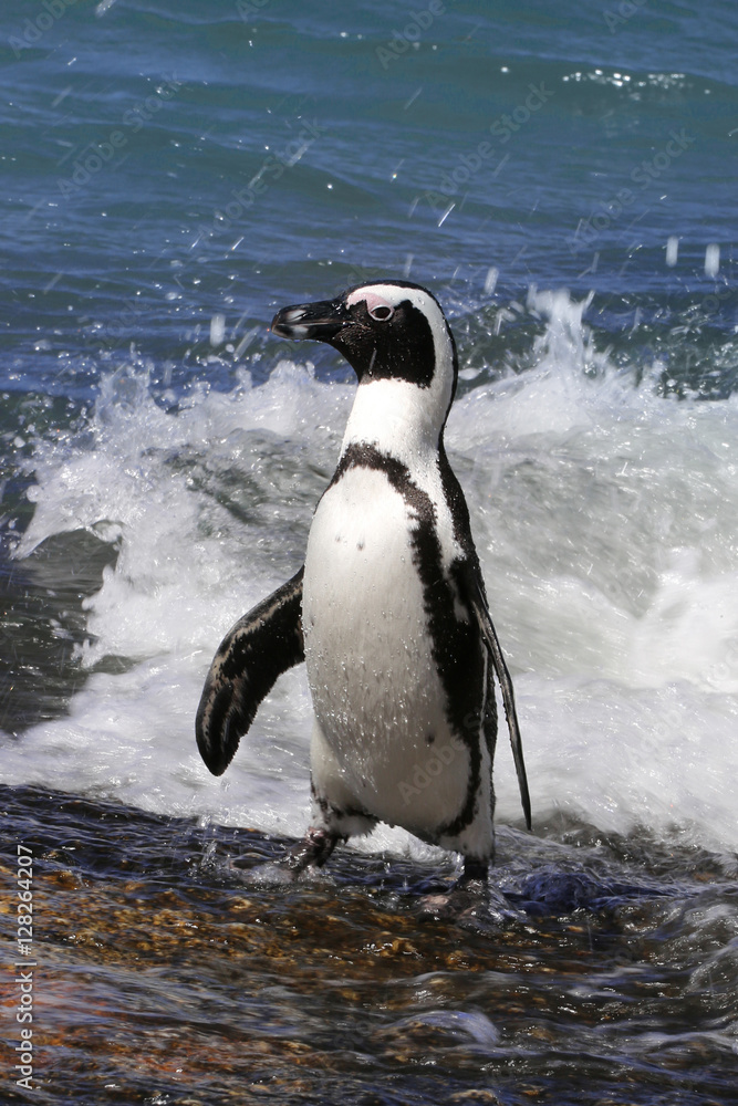 Obraz premium a penguin comes out of the water with water drops on the feathers and waves at the background