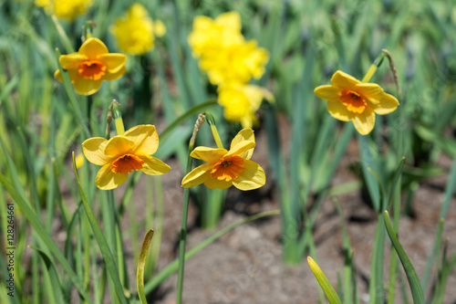 Flowers yellow daffodils