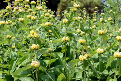 yellow Lampwick Plant (Phlomis russeliana) photo