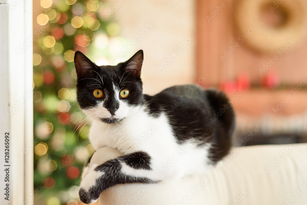 black and white cat on a sofa in a Christmas interior black and white cat on a sofa in a Christmas interior