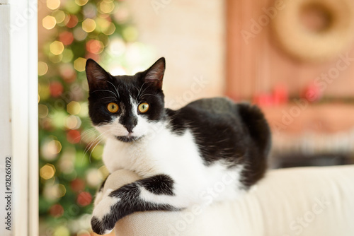black and white cat on a sofa in a Christmas interior