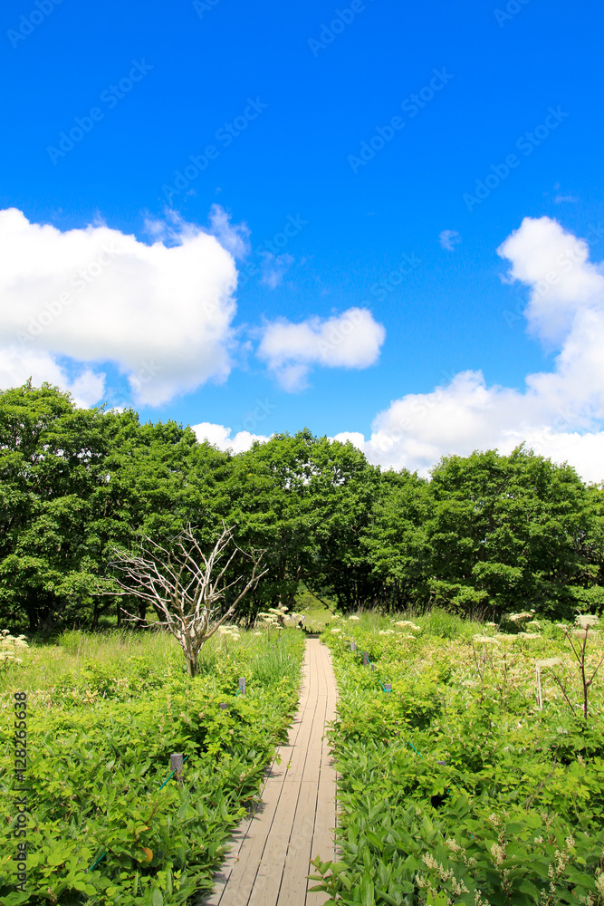 Obraz premium 八島ヶ原湿原