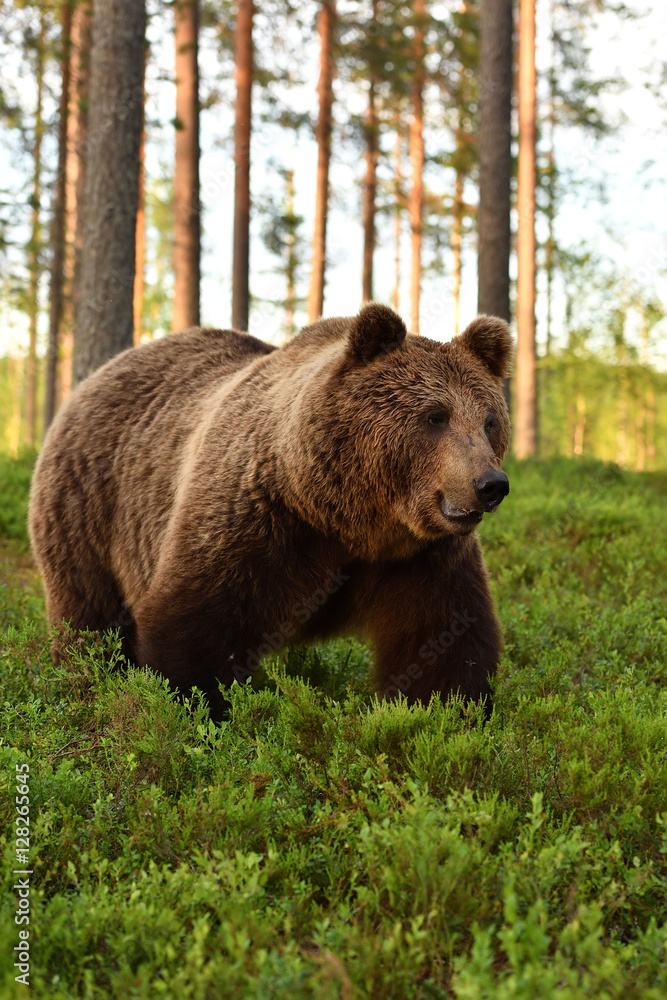European brown bear in forest at summer