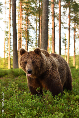 European brown bear at summer