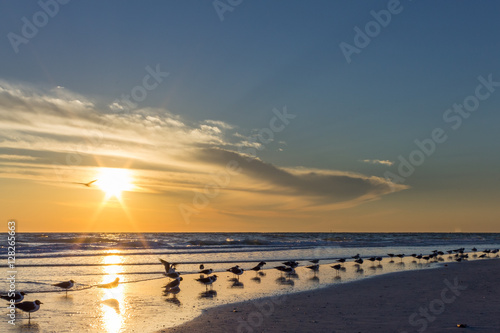 Sarasota Seagulls 