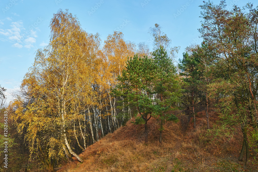 Fototapeta premium Beautiful autumn red and orange forest