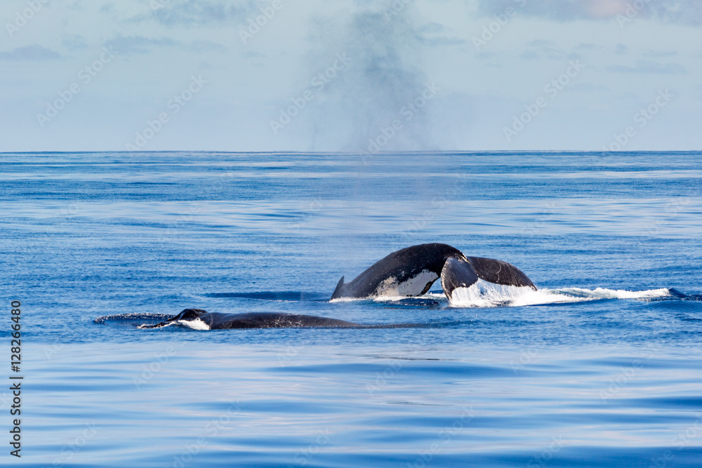 Obraz premium Ningaloo reef, humpback whales