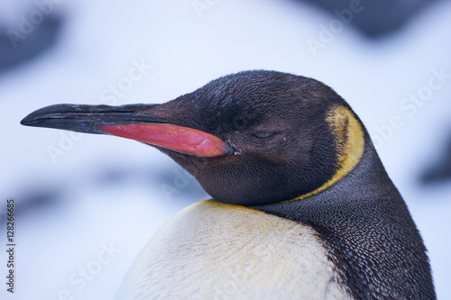 コウテイペンギンの顔 Stock 写真 Adobe Stock