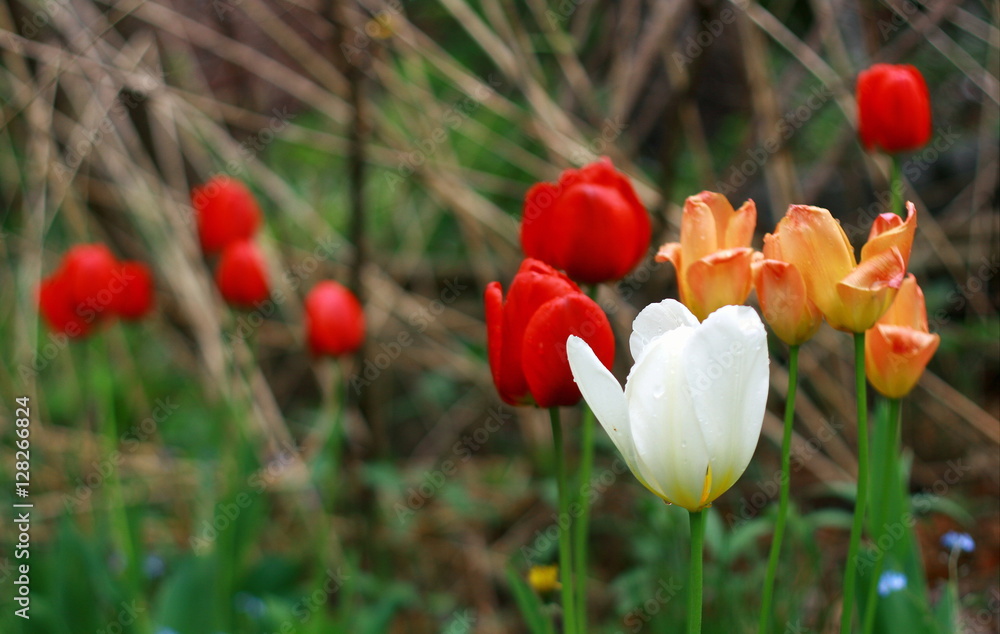Fototapeta premium Kolorowe tulipany na łące