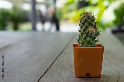 Small cactus on table.