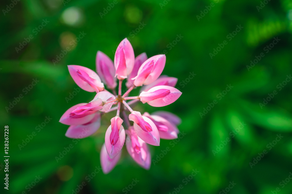 lupine pink red flower. Top view Natural background. lupine pink red flower. Top view Natural background.