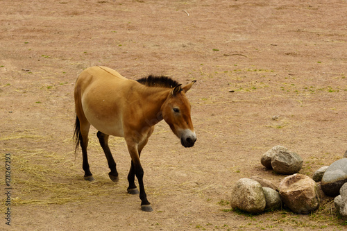 Dzungarian wild horse photo