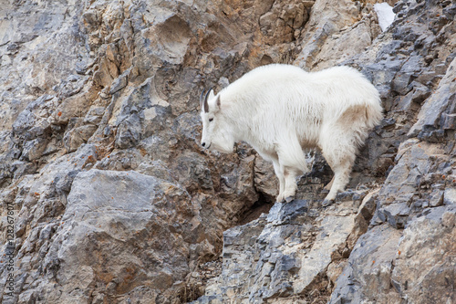 Mountain Goat Climbing