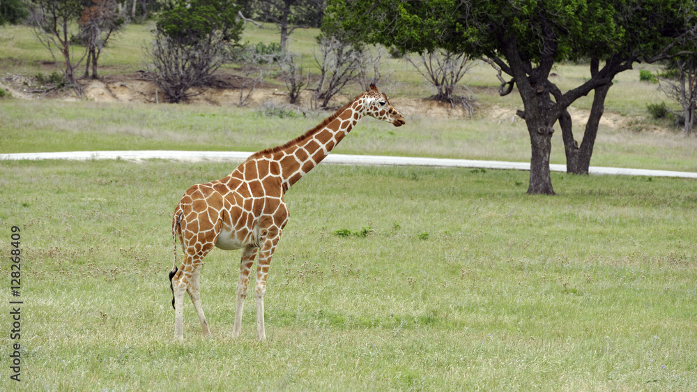 Lone Giraffe standing in grassland Lone Giraffe standing in grassland