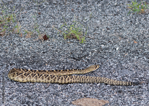 Rattlesnake on Rock Crawling Away