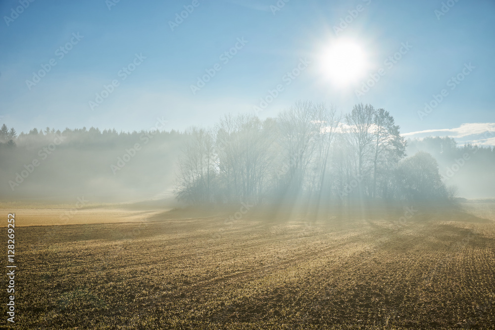 Sun shining through fog in the forest and field
