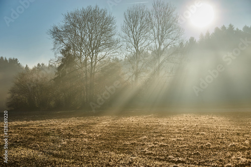 Fototapeta Field with rays of sun light though forest