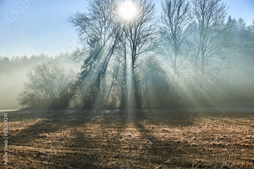 Fototapeta Sun rays through forest fog