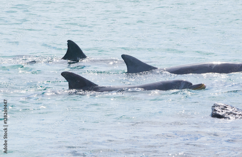 Fototapeta premium Three bottlenose dolphins swimming left to right