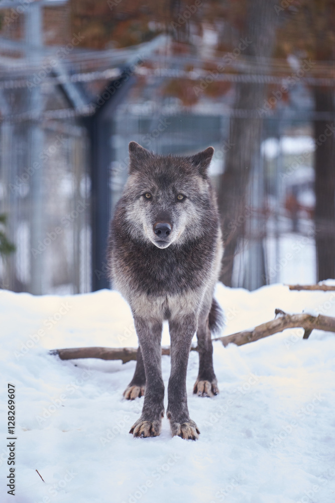 Naklejka premium 雪の上のシンリンオオカミ 