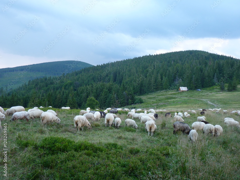 Beautiful grazing flock of sheep, Beskidy Mountains, Poland