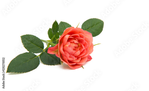 Fototapeta Naklejka Na Ścianę i Meble -  beautiful little rose