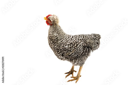 young cock