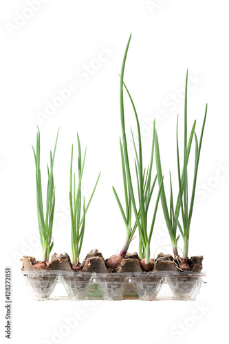.spring onion plant