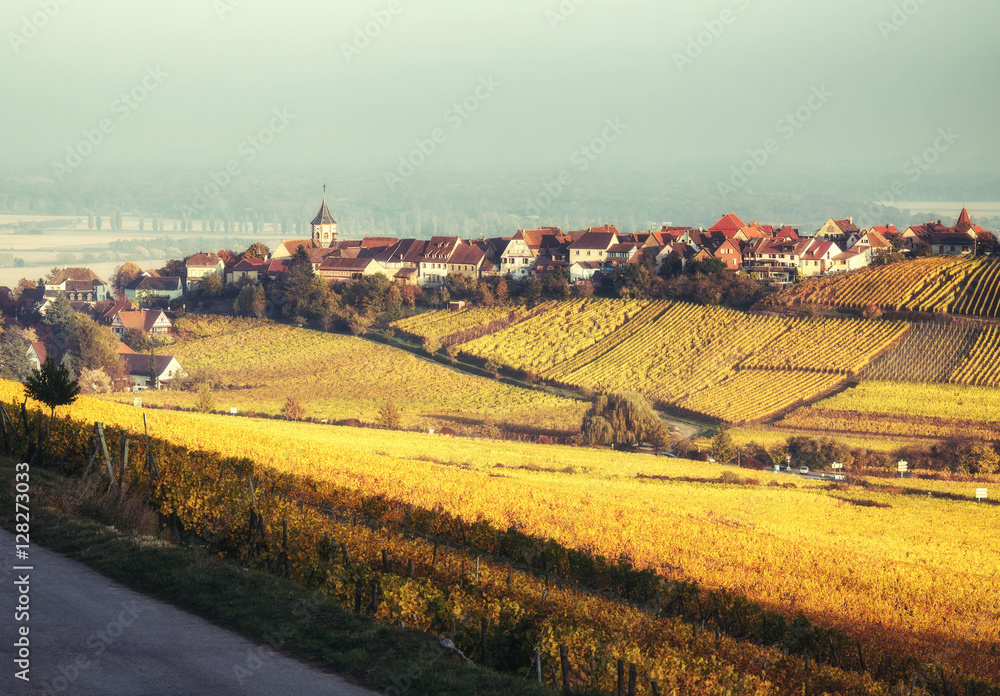 Picturesque autumn countryside landscape with colorful vineyards and picturesque historic villages. Alsace, France. Scenic wine-making background.