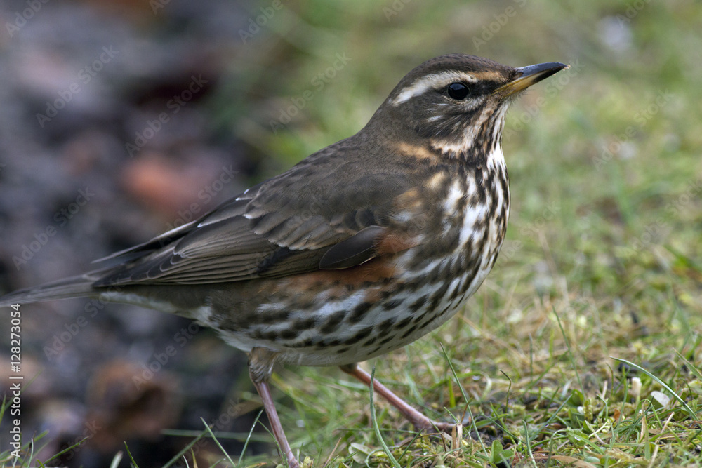 Redwing (Turdus iliacus), a winter migrant, Cambridge, England, UK. Redwing (Turdus iliacus), a winter migrant, Cambridge, England, UK.
