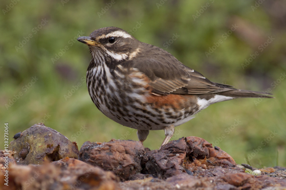 Fototapeta premium Redwing (Turdus iliacus) eating fallen apples in mid winter, Cambridge, England, UK.