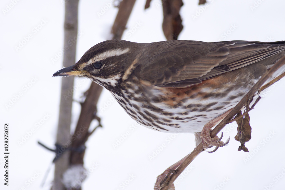 Fototapeta premium Redwing (Turdus iliacus) in snow, Cambridge, England, UK.