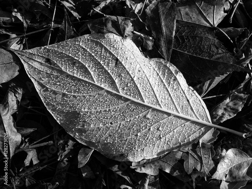 Tableau sur toile Leaf texture, detail, bw