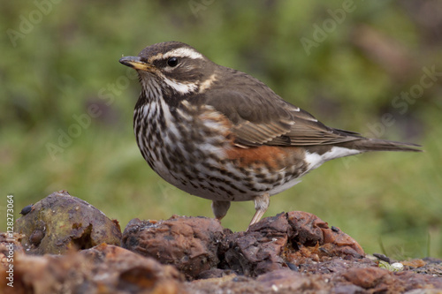 Redwing (Turdus iliacus) eating fallen apples in mid winter, Cambridge, England, UK.