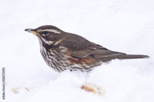 Redwing (Turdus iliacus) trying to hunt out snow-covered fallen apples, Cambridge, England, UK.