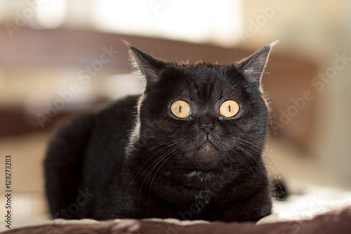 Portrait of a cat. Scotish Shorthair  . The sight   . 's-eye.