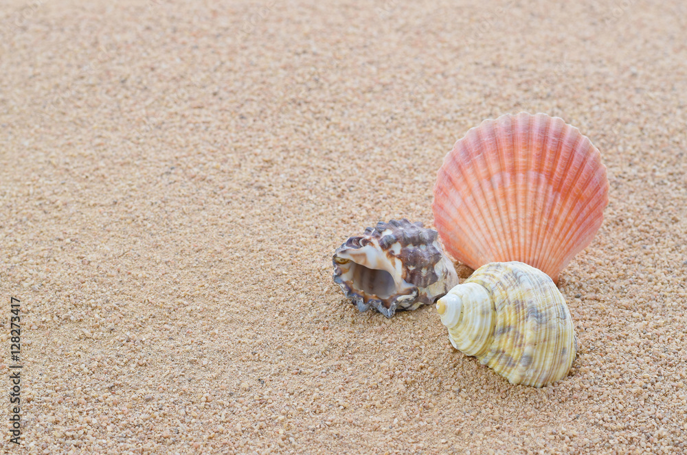 Close-up of beautiful shells on the white sand beach. Copy space for text background. Close-up of beautiful shells on the white sand beach. Copy space for text background.