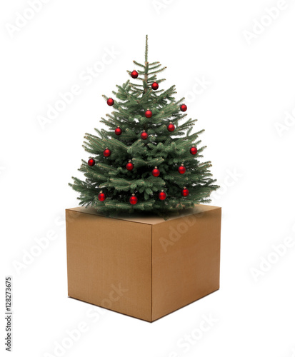 Tannenbaum auf Karton