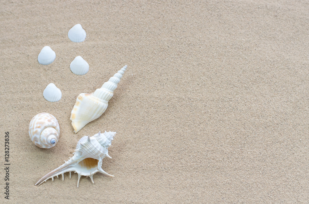 Close-up of beautiful shells on the white sand beach. Copy space for text background. Close-up of beautiful shells on the white sand beach. Copy space for text background.