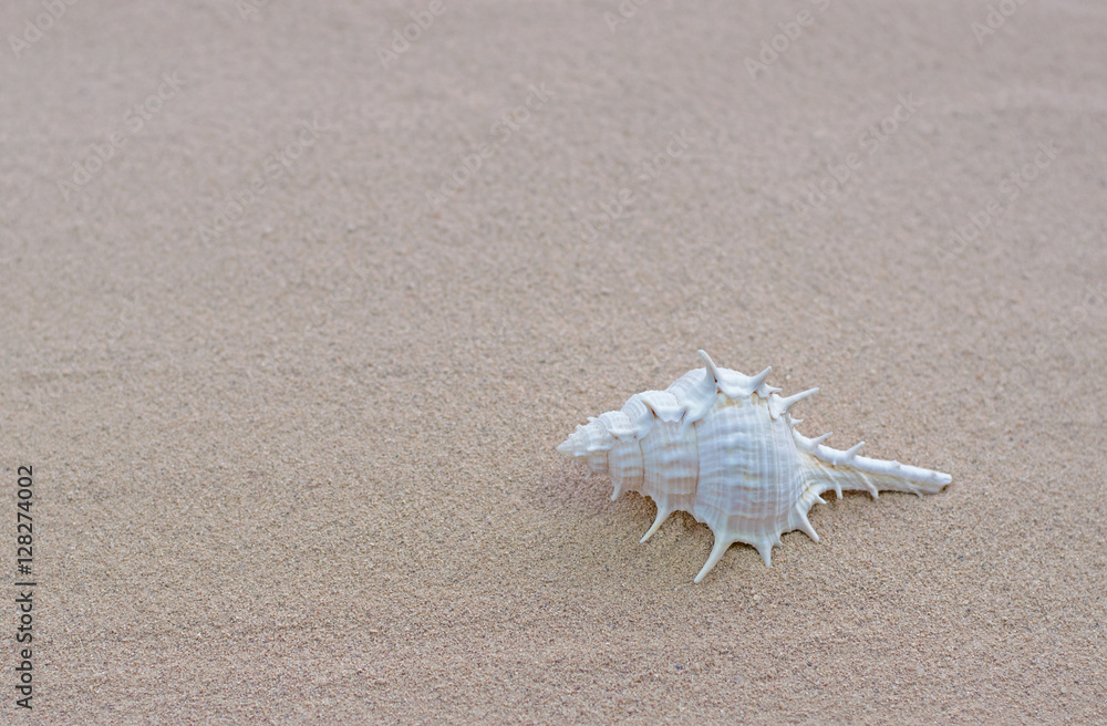 Close-up of beautiful shell on the white sand beach. Copy space for text background. Close-up of beautiful shell on the white sand beach. Copy space for text background.