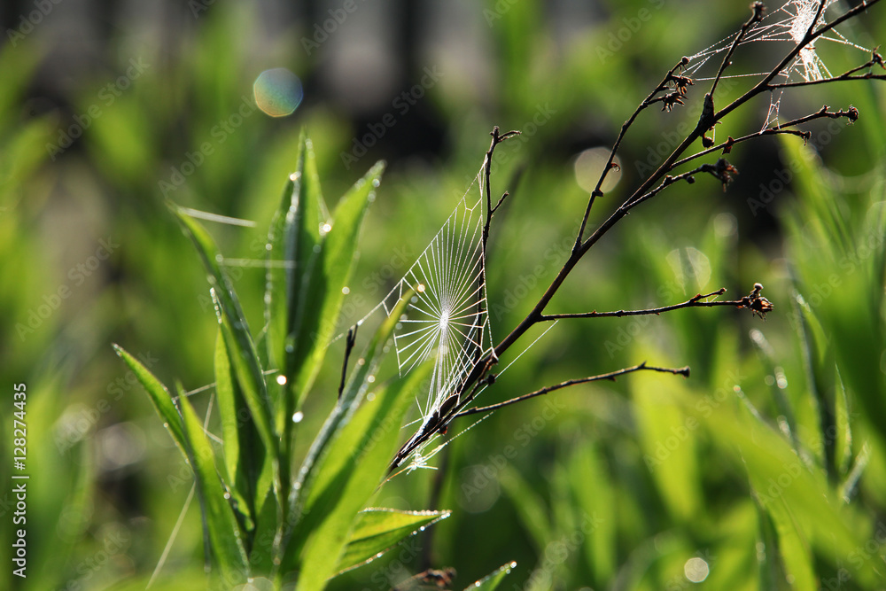 Spider webs in misty morning