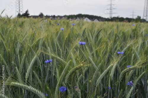 Weizenfeld mit Korblumen / cornfield with cornflowers