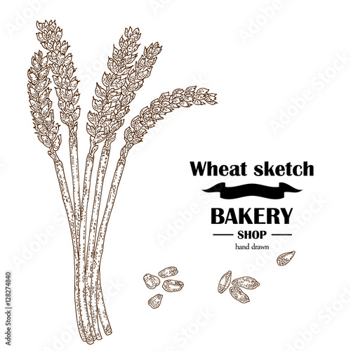 Ears of wheat. Hand drawn cereal. Bakery vector illustration