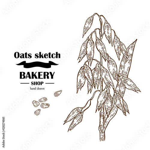 Hand drawn oats. Bakery vector illustration
