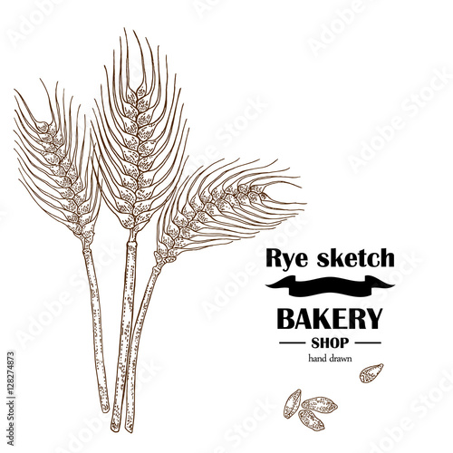 Ears of rye or wheat. Hand drawn cereal. Bakery vector illustration