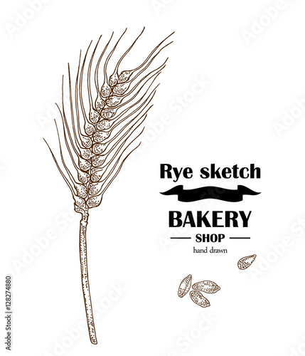 Ears of rye or wheat. Hand drawn cereal. Bakery vector illustration