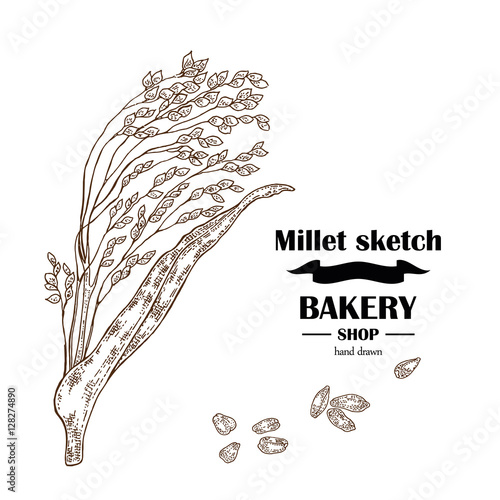 Millet sketch. Hand drawn cereal. Bakery vector illustration