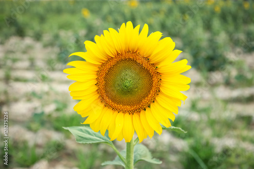 yellow sun flower field.