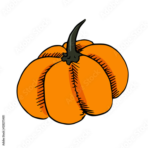 pumpkin vector scetch